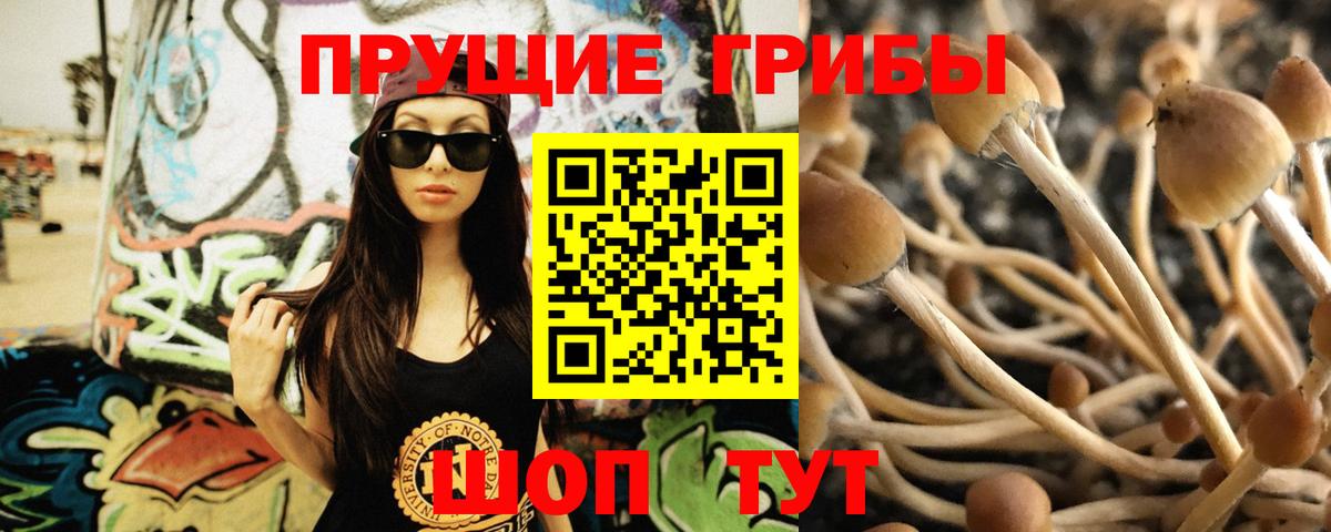 Псилоцибиновые грибы прущие грибы Унеча